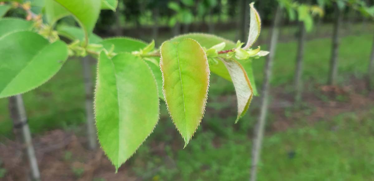 Pseudocydonia sinensis meerstammig / struik blad