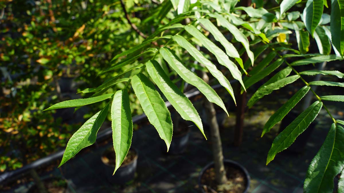 Pterocarya fraxinifolia op stam