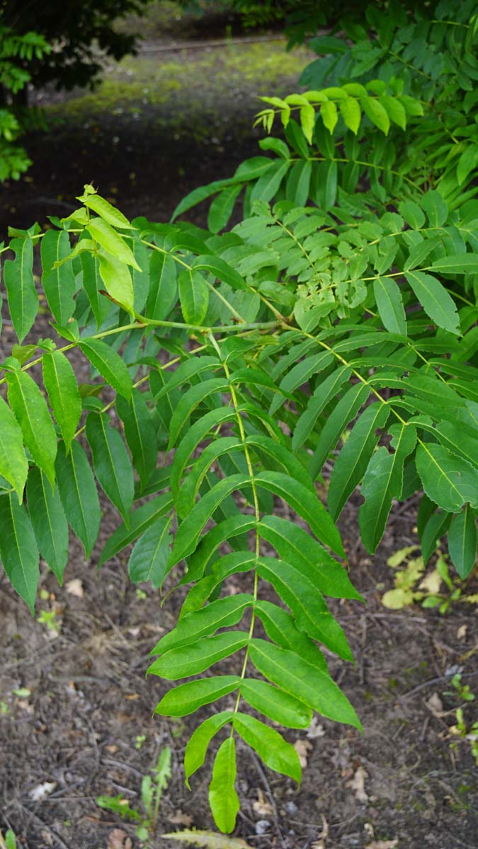 Pterocarya fraxinifolia op stam