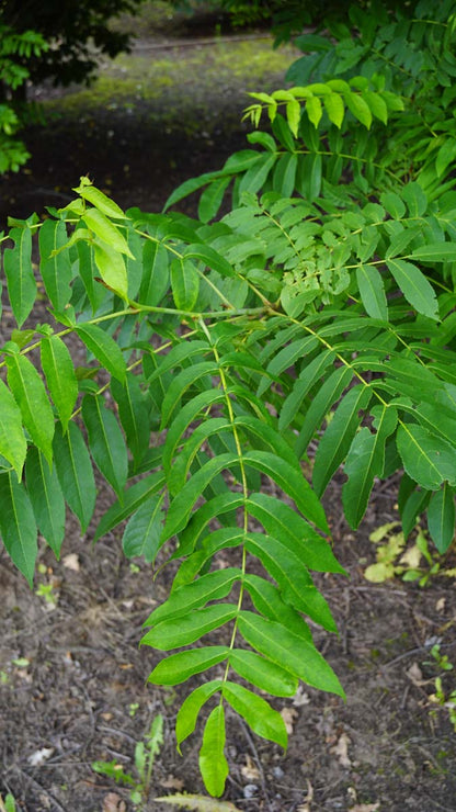 Pterocarya fraxinifolia dakboom