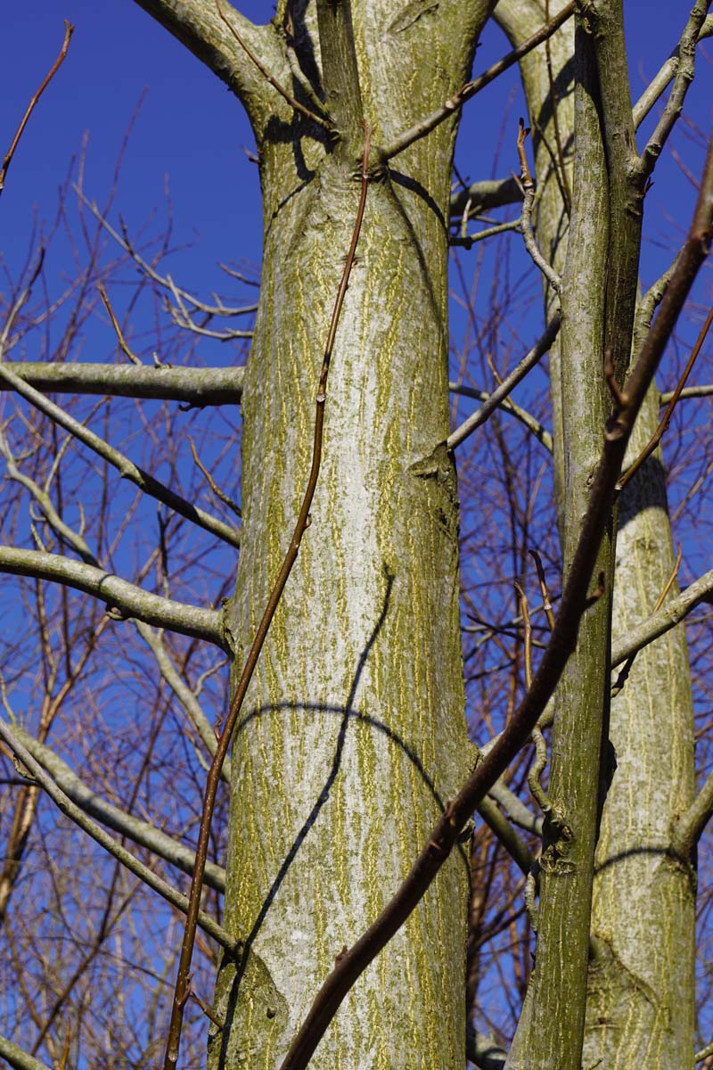 Pterocarya fraxinifolia op stam