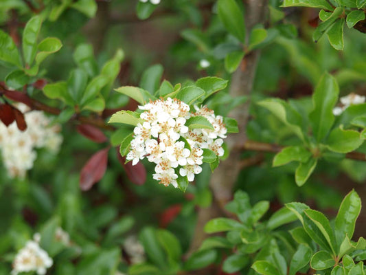 Pyracantha 'Teton' meerstammig / struik