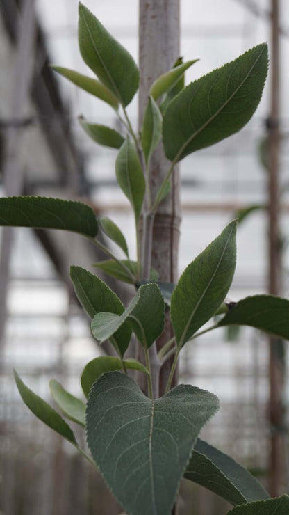 Pyrus betulifolia op stam blad