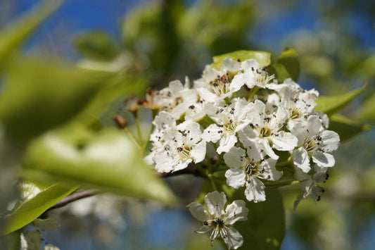 Pyrus calleryana 'Redspire' leiboom bloem