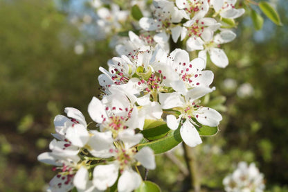 Pyrus communis meerstammig / struik