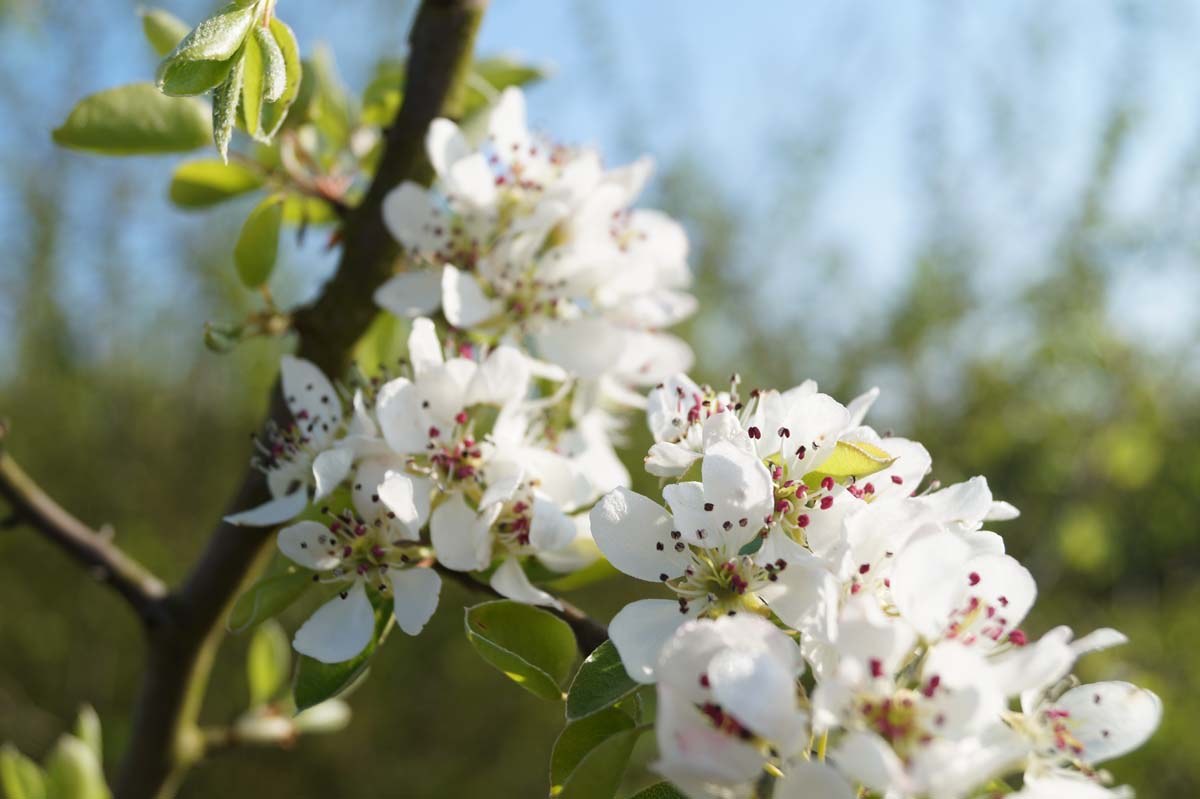 Pyrus communis meerstammig / struik