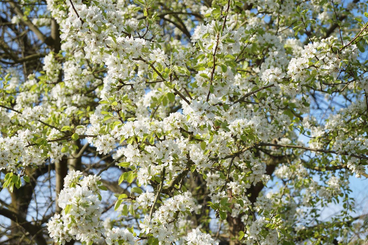 Pyrus communis op stam