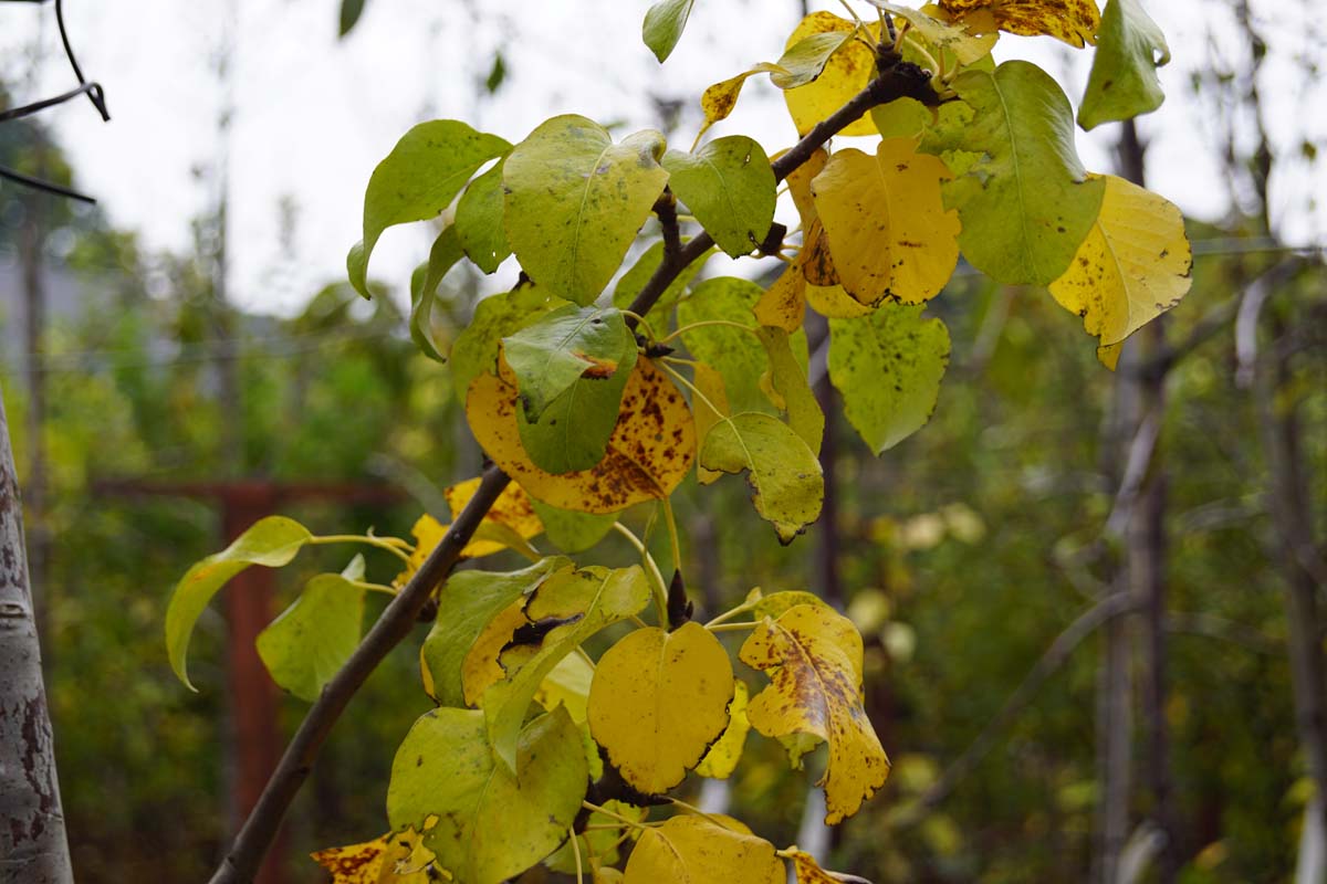 Pyrus communis meerstammig / struik