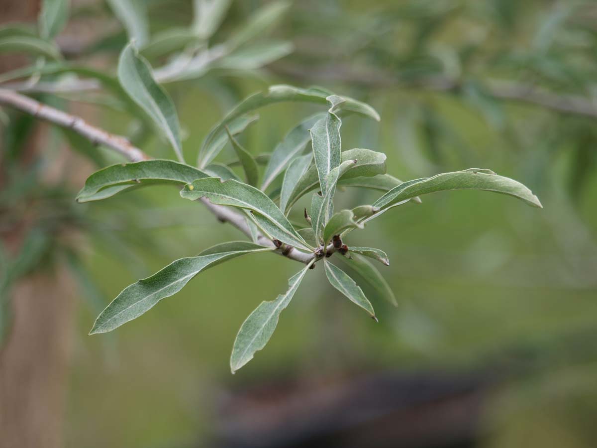 Pyrus salicifolia 'Pendula' leiboom blad