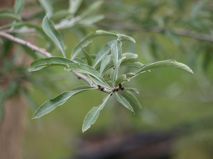 Pyrus salicifolia 'Pendula' Tuinplanten blad