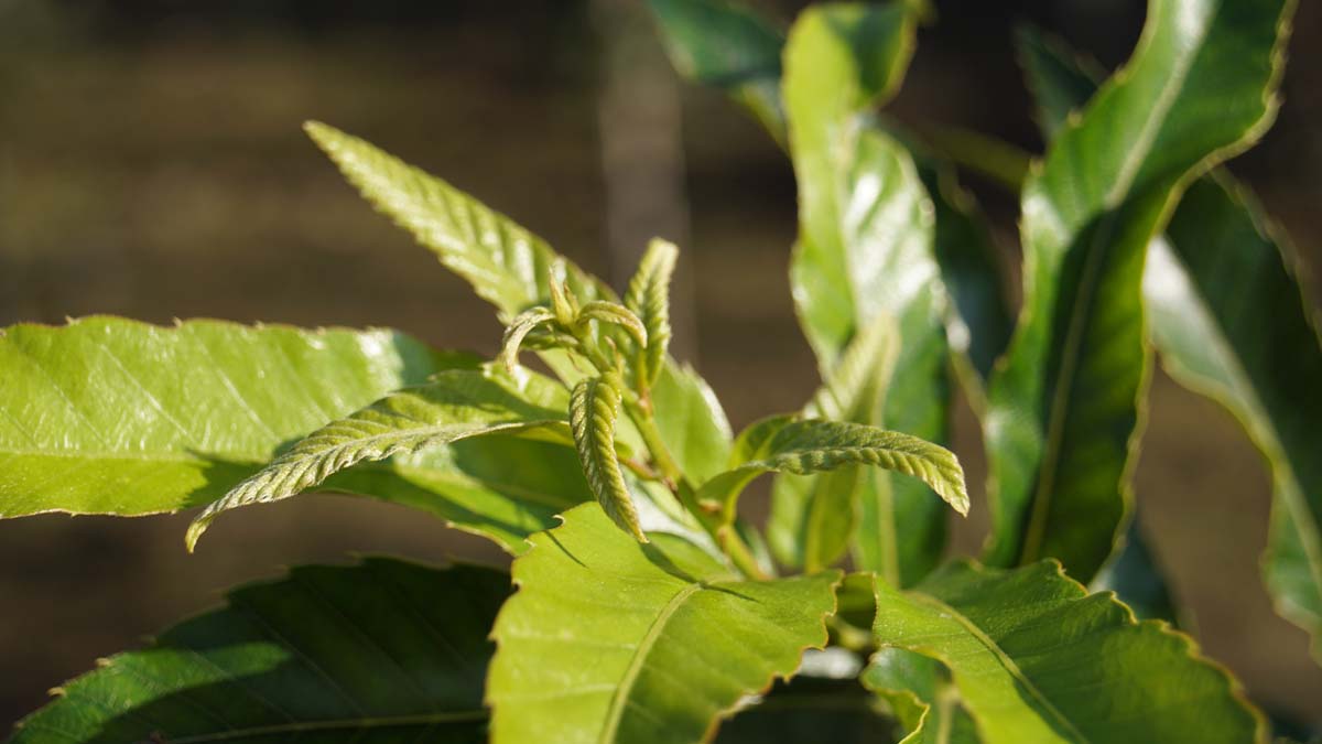 Quercus acutissima meerstammig / struik