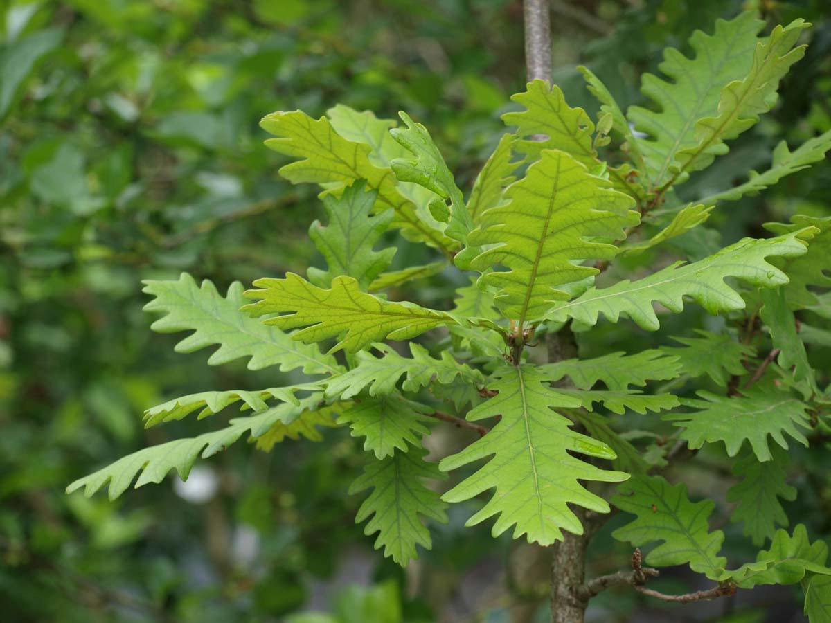 Quercus alba Tuinplanten blad