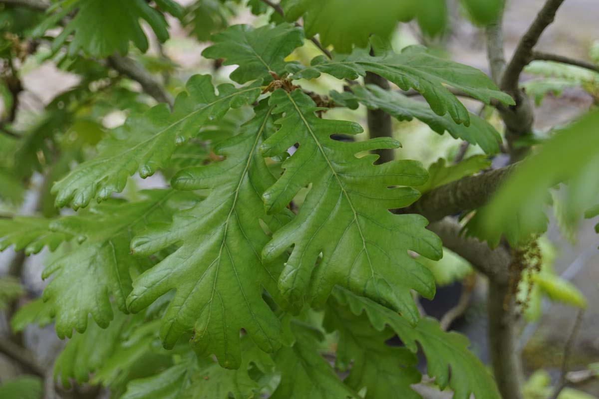 Quercus alba op stam twijg