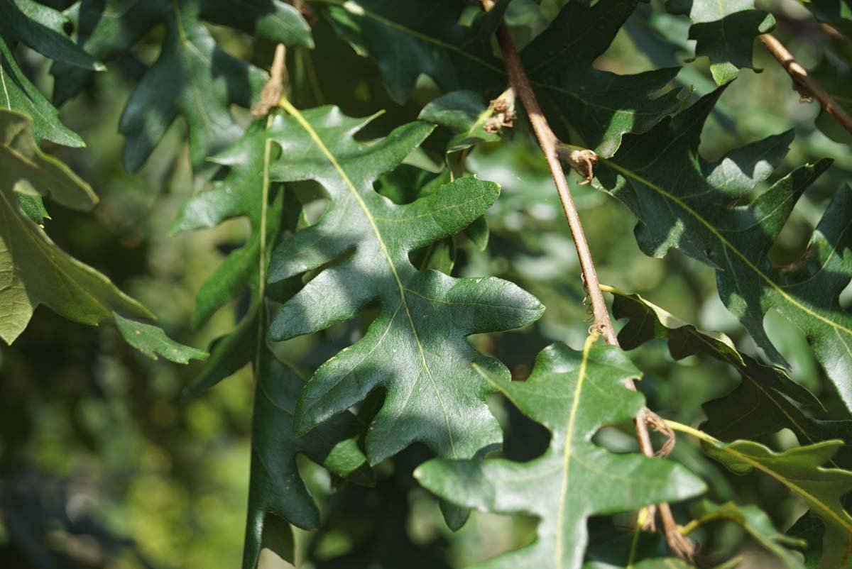 Quercus cerris meerstammig / struik blad