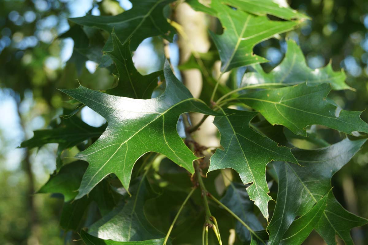 Quercus coccinea op stam