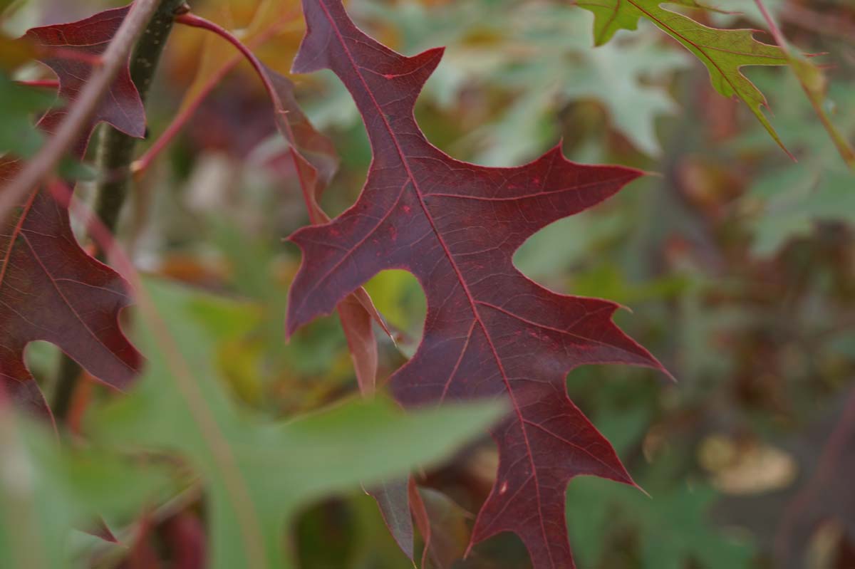 Quercus coccinea op stam