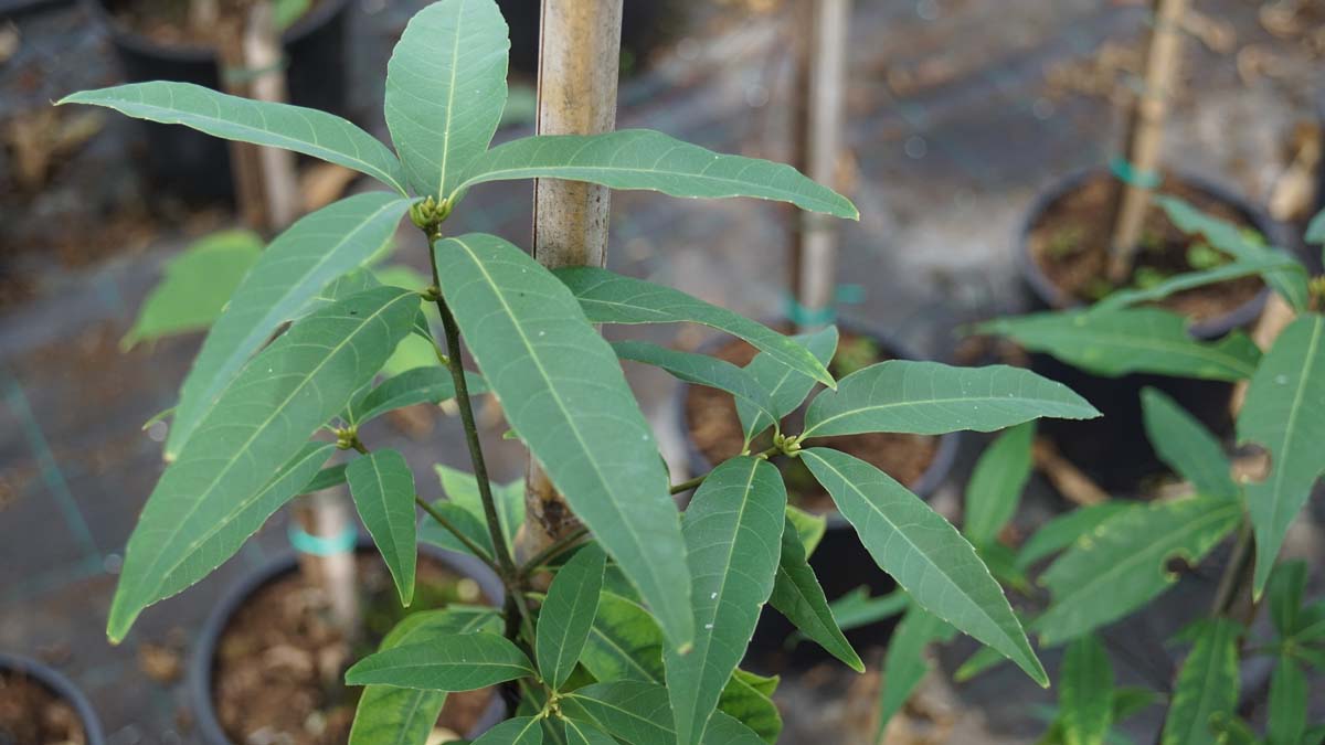 Quercus glauca op stam blad