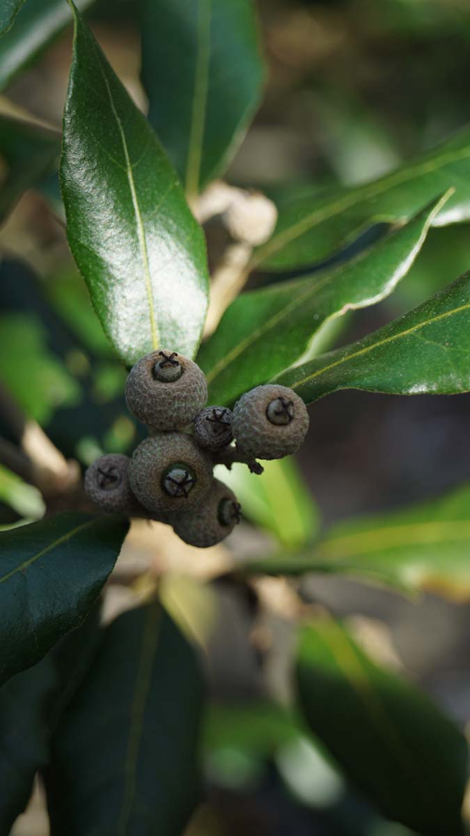 Quercus ilex haagplant blad