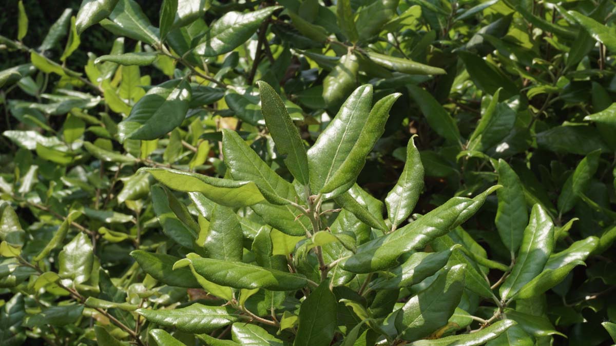 Quercus ilex haagplant blad