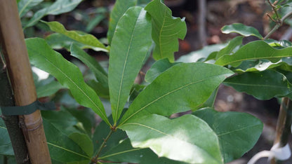 Quercus imbricaria Tuinplanten