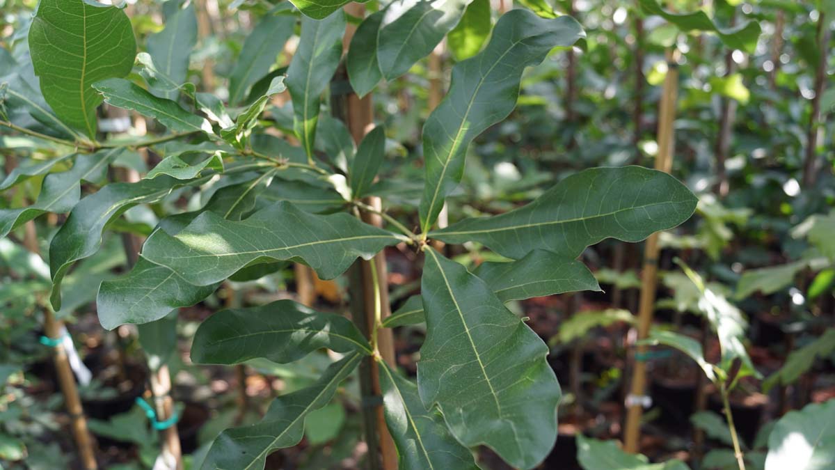 Quercus imbricaria Tuinplanten