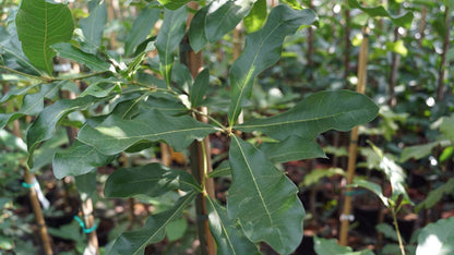 Quercus imbricaria op stam