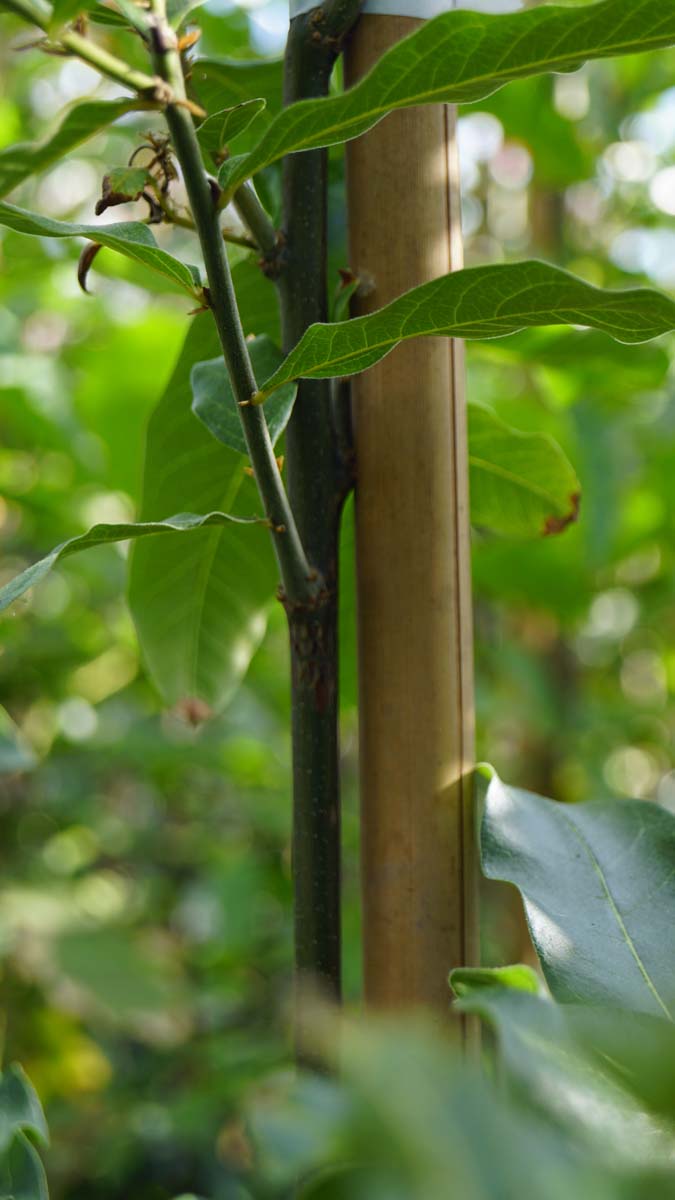 Quercus imbricaria op stam