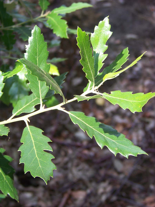 Quercus kewensis op stam