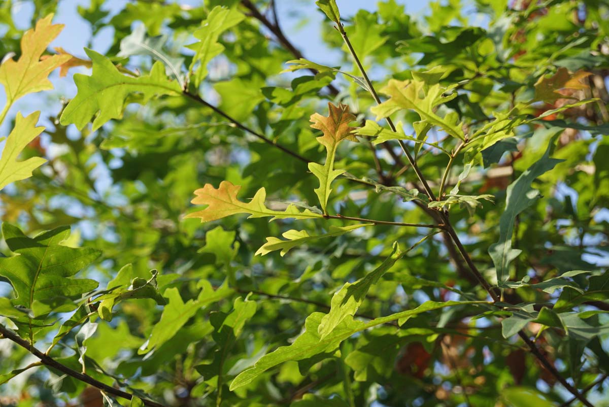 Quercus lyrata op stam