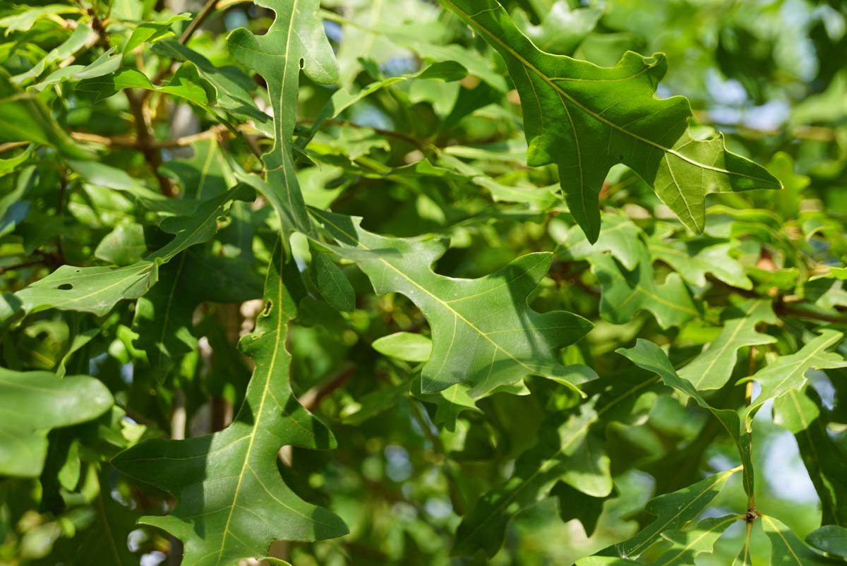 Quercus lyrata op stam