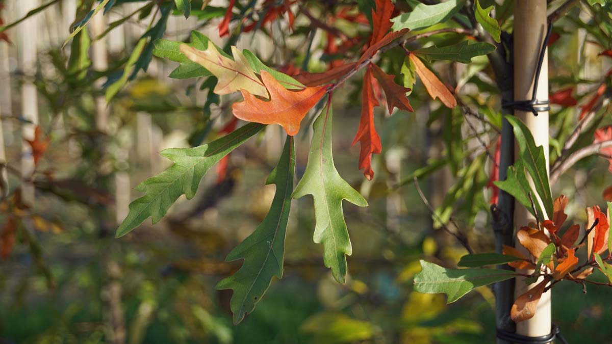 Quercus nigra meerstammig / struik herfstkleur