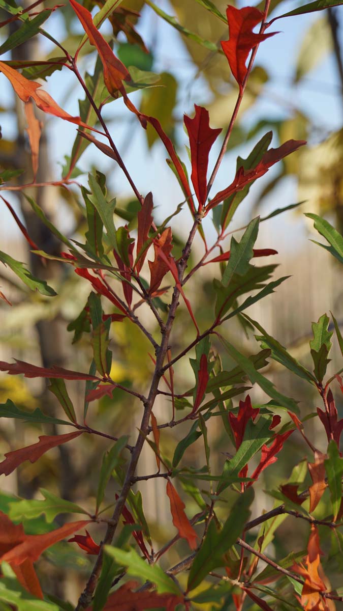 Quercus nigra meerstammig / struik herfstkleur