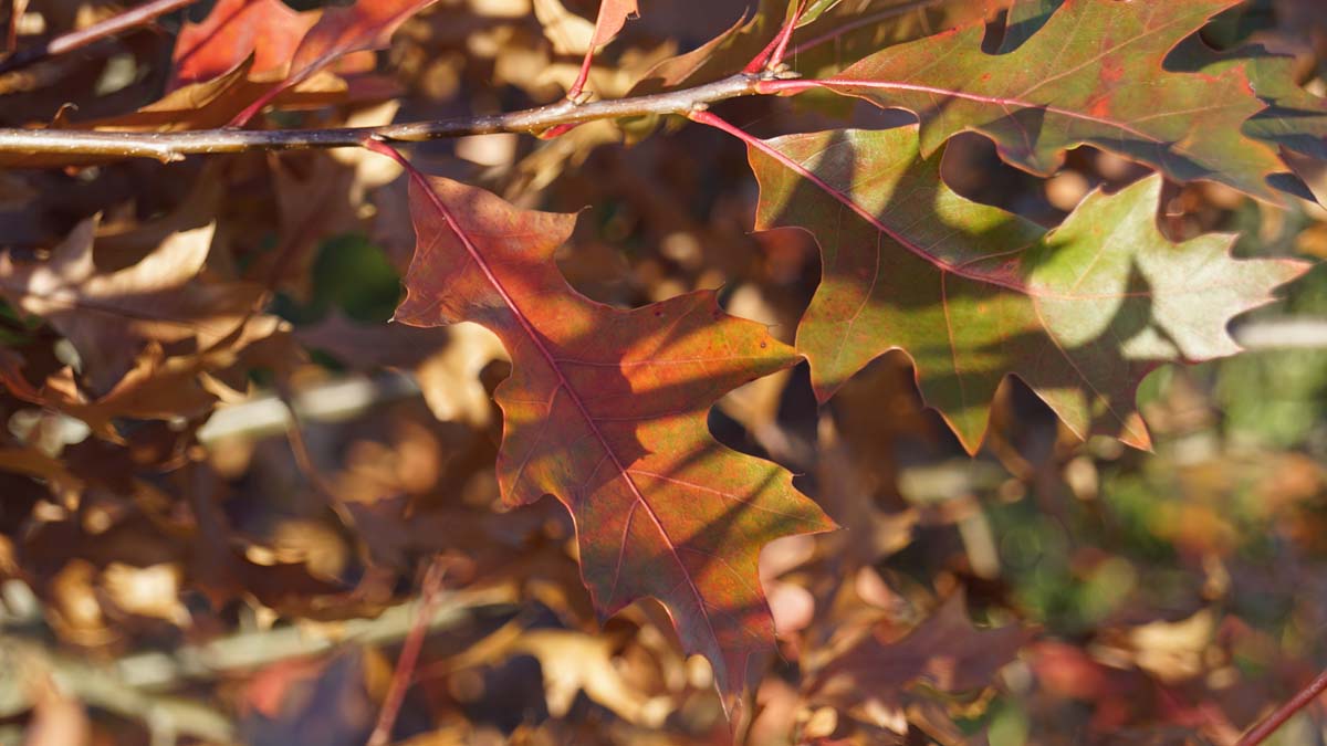 Quercus palustris op stam