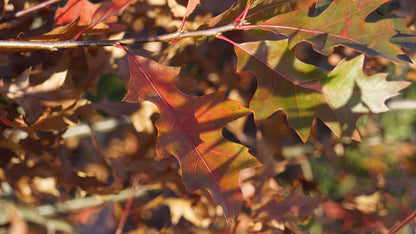 Quercus palustris solitair