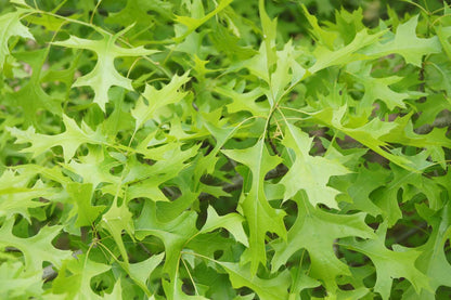 Quercus palustris leiboom blad