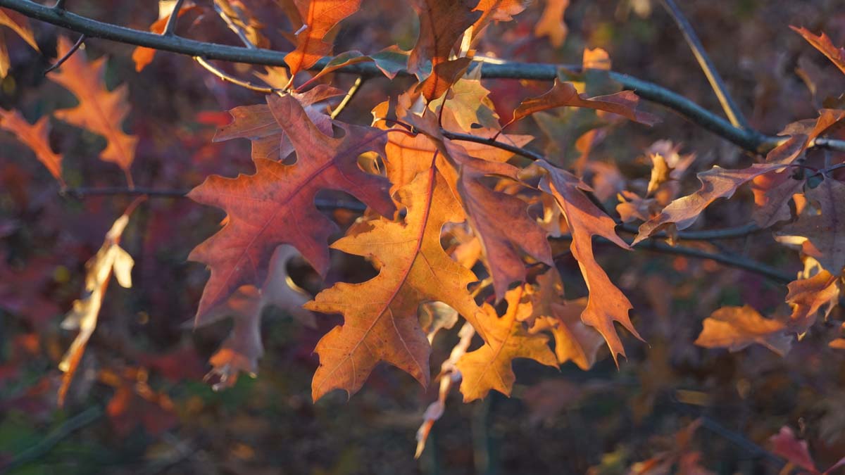 Quercus palustris dakboom