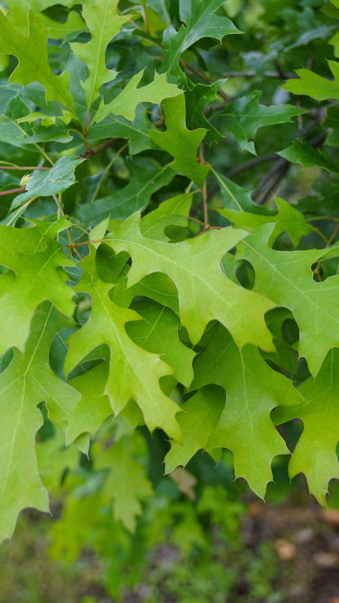 Quercus palustris leiboom blad