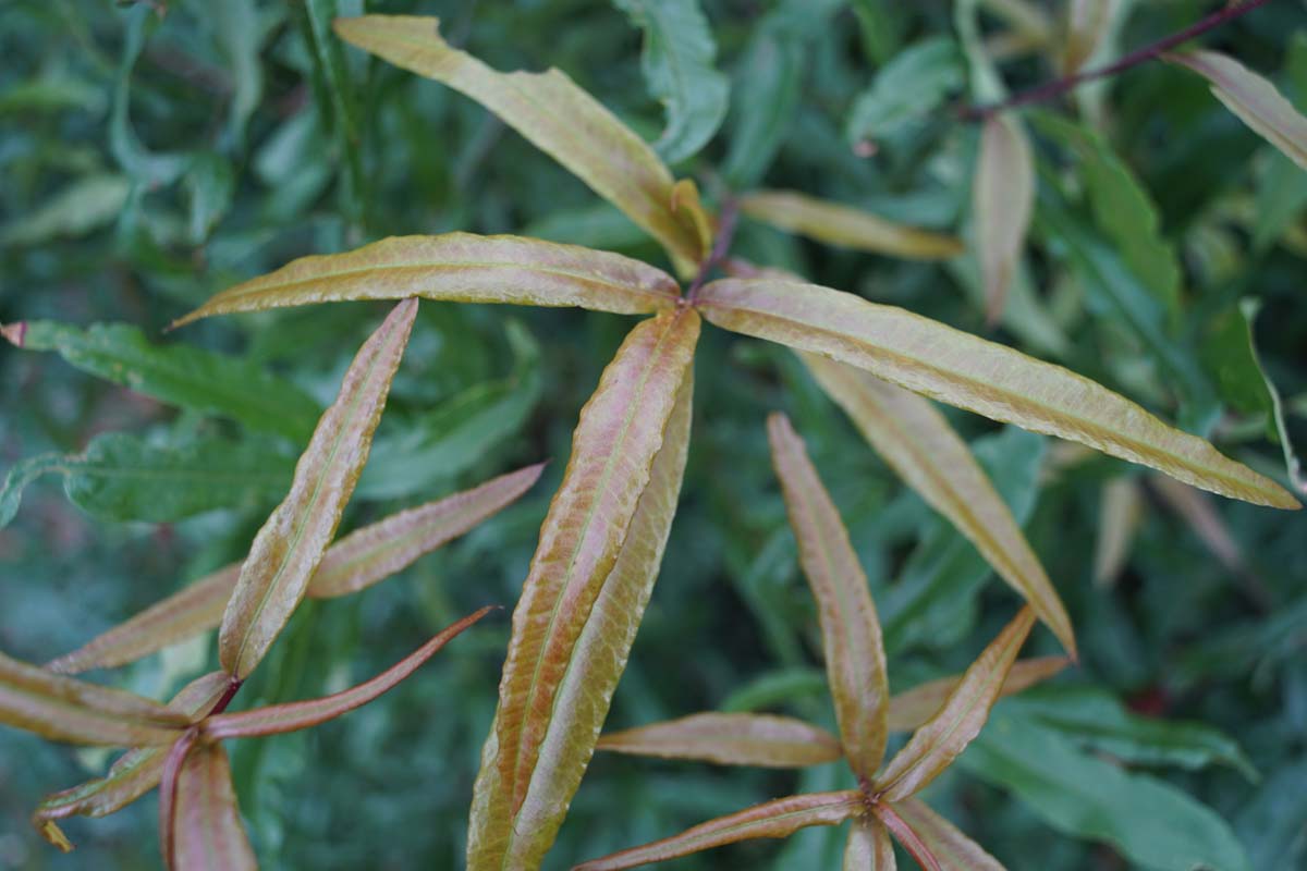 Quercus phellos op stam blad