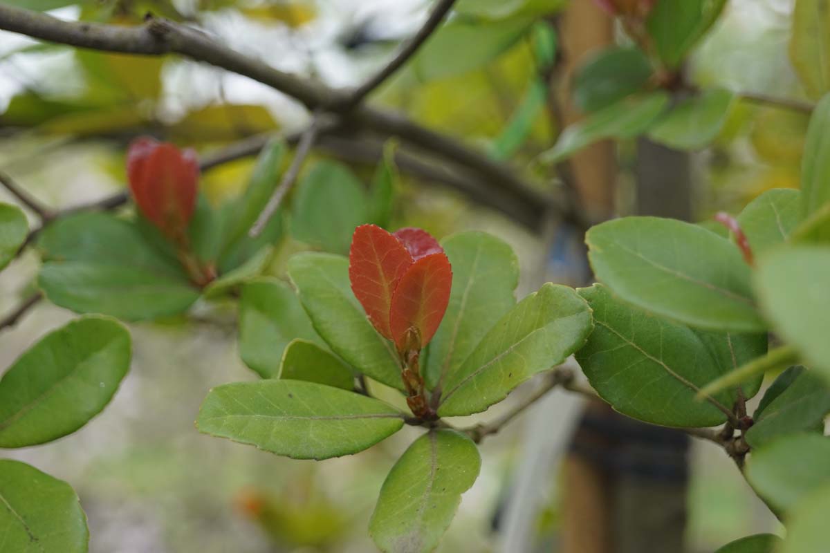 Quercus phillyreoides op stam blad