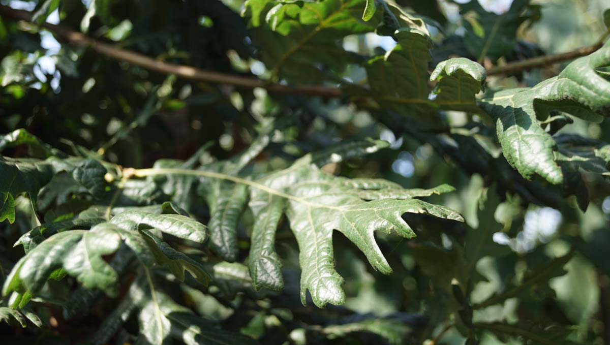 Quercus pubescens op stam blad