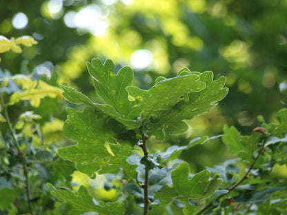 Quercus robur dakboom