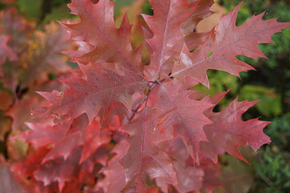 Quercus rubra op stam herfstkleur