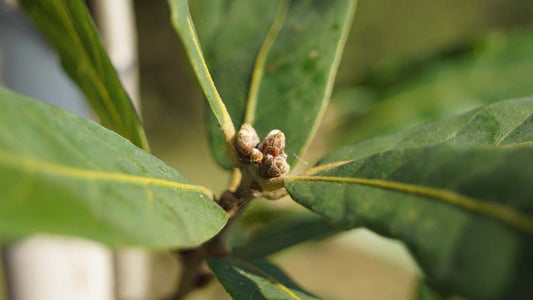 Quercus turneri 'Pseudoturneri' op stam