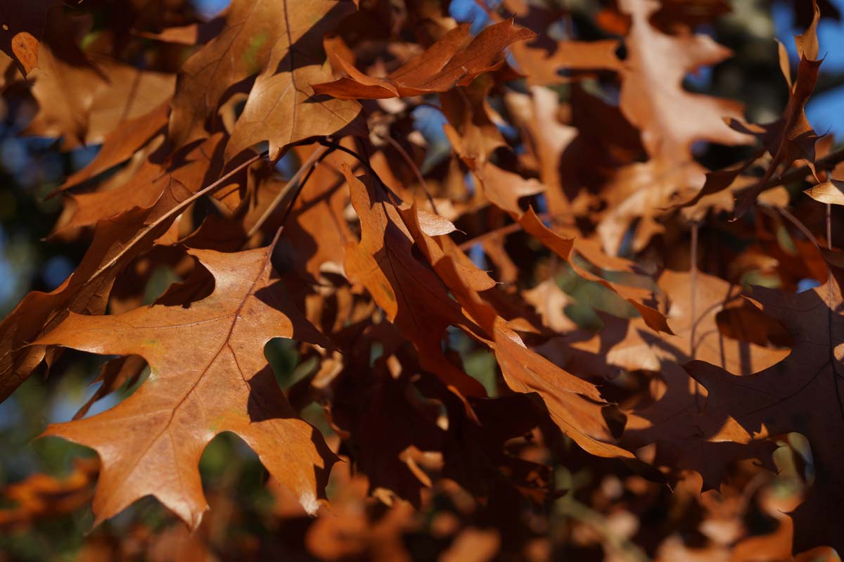 Quercus velutina op stam