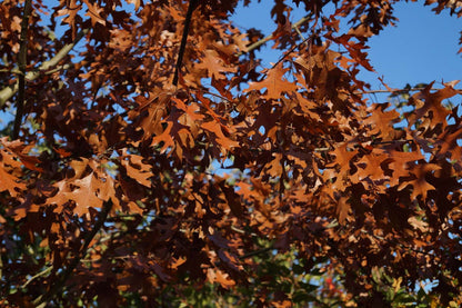 Quercus velutina op stam blad