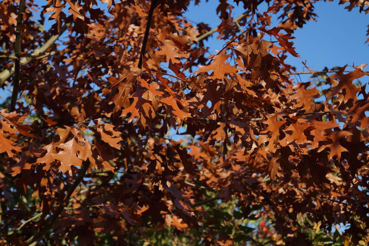 Quercus velutina Tuinplanten herfstkleur