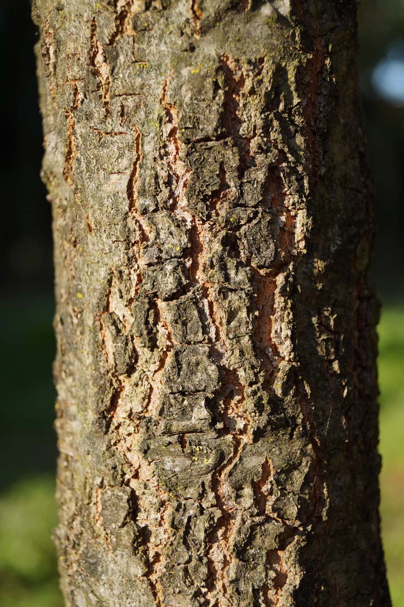 Quercus velutina op stam