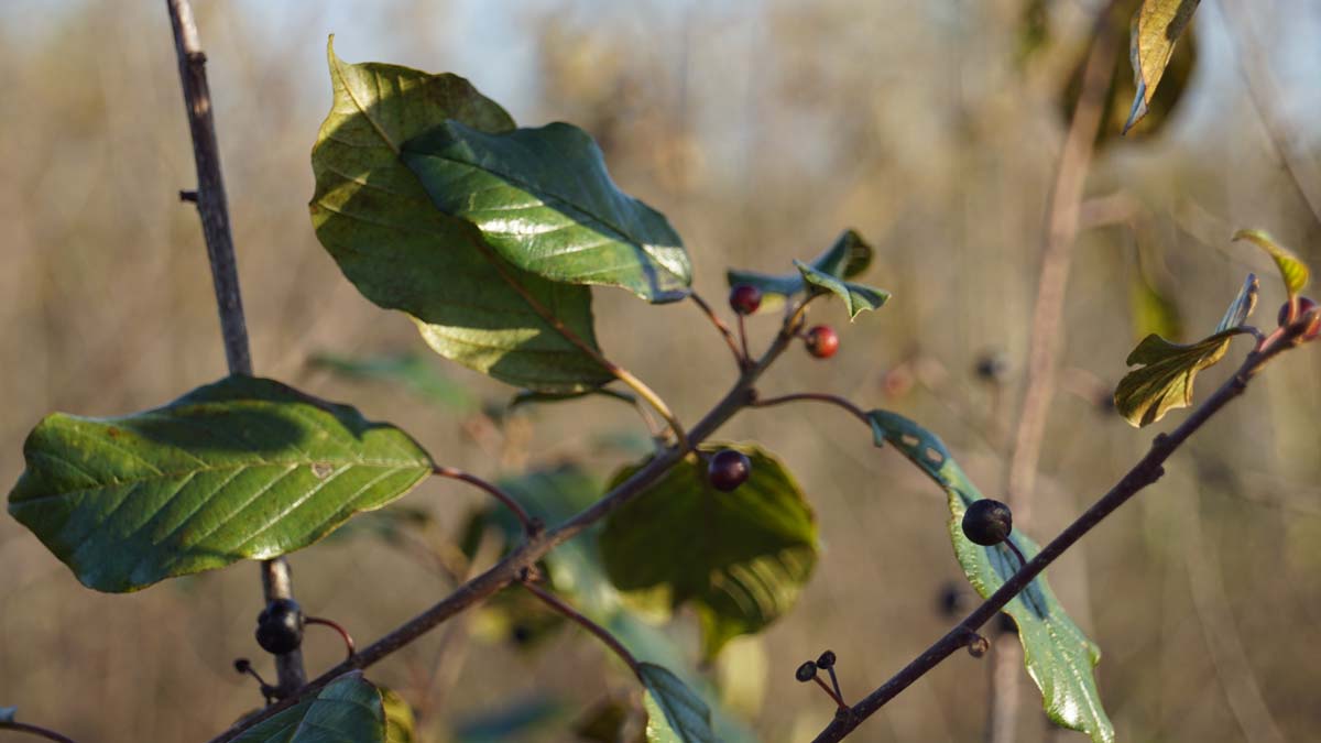 Frangula alnus Tuinplanten vrucht