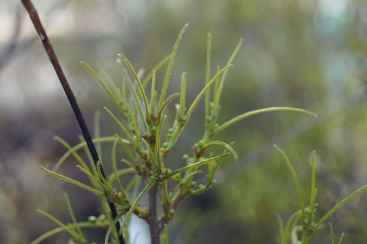 Frangula alnus 'Aspleniifolia' Tuinplanten