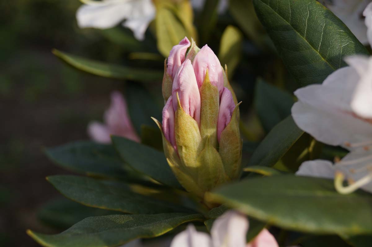 Rhododendron 'Cunningham's White' Tuinplanten